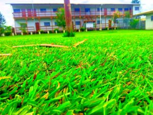 Mathematic & Science Strand